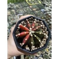 ราคา ต้นกระบองเพชร Cactus, ยิมโนด่าง Gymnocalycium Mihanovichii Variegata ไม้เพาะเมล็ด (14595662918)