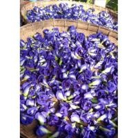 ราคา อัญชันตากแห้ง ใหม่ๆๆ 500กรัม ครึ่งกิโล (19040306066)