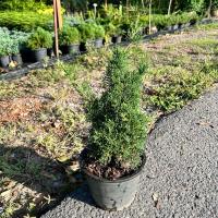 ราคา สนชิมปากุ (kishu) ส่งพร้อมกระถาง 8 นิ้ว สูง 30-35 ซม. เหมาะทำบอนไซ (28612759124)