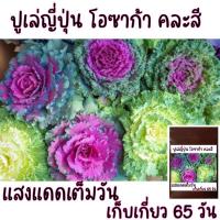 ราคา 10 เมล็ด ปูเล่ญี่ปุ่น โอซาก้า คละสี (9433463050)