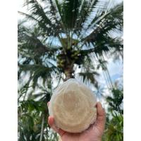 ราคา น้ำตาล น้ำตาลมะพร้าว น้ำตาลมะพร้าวแท้ 100% (น้ำหนัก 500-700 กรัม) (24177550498)