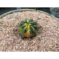 ราคา ไม้ชำหน่อยิมโน ด่าง ชื่อโคลน ”ไต้หวัน” Gymnocalycium Cactus (ยิมโนคาไลเซียม แคคตัส) (4880981425)