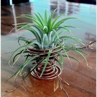 ราคา Tillandsia ionantha airplants (23150947621)