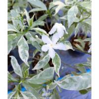 ราคา ดอกพุด ต้นพุดใบด่าง ต้นพุดจับเงิน ต้นดอกพุด ดอกพุด ไม้ประดับ ไม้มงคล (8864193582)