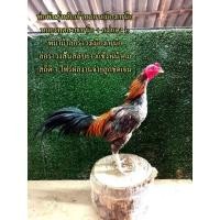 ราคา (คลิ๊ปพ่อพันธุ์)ไข่ไก่​ชน​พม่า​ม้าล่อรำวง​เมืองเหนือ​เจ้าหม่นเมืองเหนือ (17740439391)