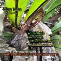 ราคา ครืนดีกไก่ป่า ครืนดักนกอีลุ้ม ครืนดักนกกวัก หลักสแตนเลสแท้ 1ชุดมี30หลักต่อปลายPEระบบล็อก (7232168869)