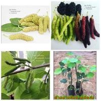 ราคา (1ต้น) ต้น ต้นหม่อนหวาน พันธุ์ ไวท์คิง White King ต้นหม่อน หวาน Mulberry มัลเบอร์รี่ (7663307973)