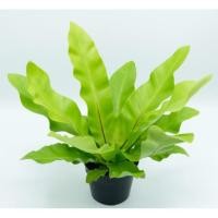 ราคา ต้นเฟิร์นข้าหลวง ไม้ประดับ เฟิร์นข้าหลวง (4880019337)