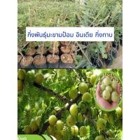 ราคา มะขามป้อมยักษ์อินเดียกิ่งทาบ (23260874080)