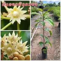 ราคา ต้นดอกพิกุลทอง เป็นไม้มงคล ให้ความร่มเงา ดอกสีขาว กลิ่นหอม สูง40 ซม. (23785724876)