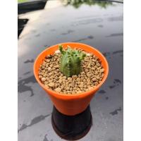 ราคา ยูโฟเบีย นักกล้าม Euphorbia globosa (11900531776)