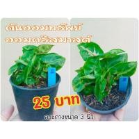 ราคา ต้นออมทรัพย์ ออมคริสมาสต์. ไม้มงคล ไม้ฟอกอากาศ (7453285737)