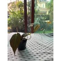 ราคา พูลสนิม Black Gold Philodendron/Velour Philodendron (29480740480)