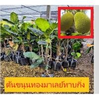 ราคา ต้นพันธ์ขนุนทองมาเลย์แบบทาบกิ่ง (4831835492)