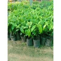 ราคา ต้นอินจันหรือหมากจัน เพาะเมล็ด (19423007161)