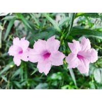 ราคา ต้นพันธุ์ ต้อยติ่งฝรั่ง สีชมพู ถุงดำพร้อมปลูก 39 บาท ฟ้าประทานพร สีชมพู ต้อยติ่ง ฝรั่ง (28671218254)