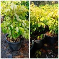 ราคา ต้นไทรทอง (ไม้มงคล "ความดี") (22218976675)