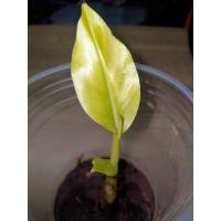 ราคา กล้วยป่าด่างฟลอริด้า เพาะเลี้ยงเนื้อเยื่อ ส่งเป็นต้นอ่อน ส่งฟรี มีจำนวนจำกัด (11346793104)