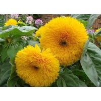 ราคา เมล็ด ทานตะวัน เทดดี้แบร์ - Teddy Bear Sunflower (138645758)