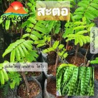 ราคา ต้นสะตอพันธุ์พิเศษ กิ่งพันธุ์ ต้นไม้ ไม้ผล ต้นพันธ์ เมล็ดพันธ์ พันธุ์ไม้ ไม้มงคล ไม้ฟอกอากาศ เมล็ดพันธุ์ สวนเขาหมาก เ... (5837249498)