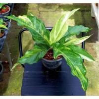 ราคา โชคเก้าชั้นด่าง #โชคเก้าชั้นด่างชมพู Anthurium กระถาง5.5" ส่งต้นตามที่เลือกค่ะ (21681486750)