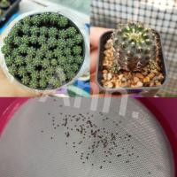 ราคา เมล็ดกระบองเพชร แคคตัส เฟรเลีย Frailea Grahliana 60 เมล็ด 50 บาท (3678746555)