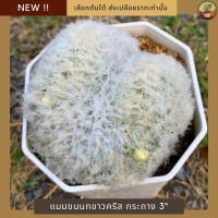 ราคา [ NEW ]กระบองเพชร แมมขนนกขาวคริส ในกระถาง 3" แน่นๆ ไซส์ใหญ่จุใจ เลือกต้นได้ cactus Mammillaria plumosa cristata ไม้ชำราก (27375320624)