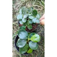 ราคา ต้นช้อนเงิน ช้อนทอง ช้อนเงินช้อนทอง พร้อมกระถาง 3 นิ้ว (ต้นสวยมากรากแน่น) (12559090279)