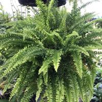 ราคา เฟิร์นบอสตันพร้อมแขวน (2326889662)