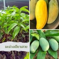 ราคา มะม่วงเขียวเสวยต้นเสียบยอด 1 ต้น (26456998170)