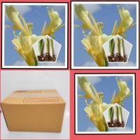 ราคา พุทธรักษาสีครีมเหลือง (หน่อสดและชำ) 1หน่อ ต้นพุทธรักษา พุทธรักษาสีครีม ไม้มงคล หน่อ เหง้า (5879683381)