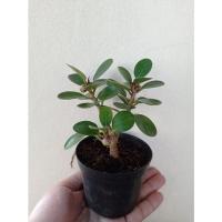 ราคา บอนไซ((ช้อนเงินช้อนทอง ))มีหลายชนิดไม้แคระไม้จิ๋วไม้ดัด (20454061984)