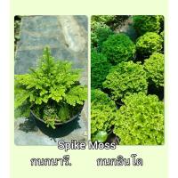 ราคา เฟิร์นกนกอินโด และ เฟิร์นกนกนารี Spike Moss มอส จัดสวนถาด (10002061234)