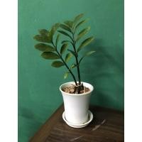 ราคา ต้นไม้ฟอกอากาศ ต้นไม้มงคล ต้นไม้ปลูกในห้องนอน ต้นกวักมรกต (3644762967)