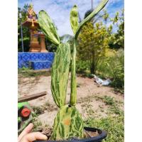 ราคา เสมาด่าง 1 ต้น ตรงปก เสมา โอพัน​เทีย​ด่าง โอพันเทีย ไม้ด่าง ใบด่าง ไม้ใบ Cactus แคคตัส กระบองเพชร ราคาถูก​ (10122188044)