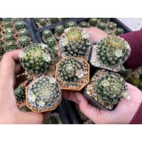 ราคา แมมขนนกเหลือง (Mammillaria schiedeana) แมมขนนก แมมขนนกไม้เมล็ด ลุ้นสีดอก แคคตัสราคาถูก (10720888465)