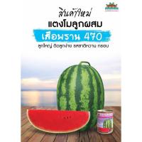 ราคา ใหม่! แตงโม เสือพราน 470 ขนาด 40กรัม ตราตะวันต้นกล้า เมล็ดแตงโม (3109897293)