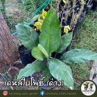 ราคา เดหลีใบโพธิ์ด่าง เดหลีด่าง (พันธุ์หายาก) (11873557637)