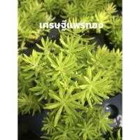 ราคา Set ต้นไม้มงคลต้นเศรษฐีแพรทอง (5592275979)