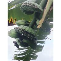 ราคา กล้วยเทพพนม กล้วยหายากน่าสะสม (22755045091)