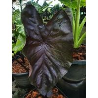 ราคา colocasia Black coral (2951618531)