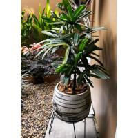 ราคา ต้นจั๋งด่างแคระ สูง30-80c.m. พร้อมส่ง ด่างชัด เลือกกอได้ค่ะ กอหนึ่งมี3ลำค่ะ (29922626736)