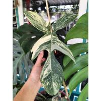 ราคา ฟิโลฯ ก้ามกุ้งด่าง ลายสวยไก้ต้นในรูปเลยค่ะ (19274597016)