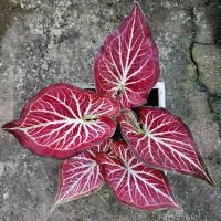 ราคา บอนสีรวยล้นฟ้า รวยล้นฟ้าไทย (23214146633)