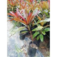 ราคา ต้นตีนเป็ดแดง​ ไม้ปประดับ (7851443191)