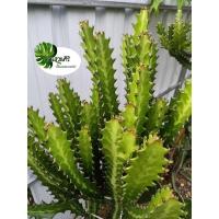 ราคา ยูโฟเบีย แลคเทียเขียว (Euphorbia lactea) กิ่งสดสำหรับชำ ตัดใหม่ตามออเดอร์ (5179386191)
