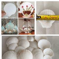 ราคา เปลือกหอยสีขาวธรรมชาติ สำหรับตกแต่งวาดภาพ งานฝีมือ แจกัน งานประดิษฐ์ งานDIY แพค5ชิ้น (27080125320)