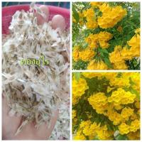 ราคา ทองอุไร 500 เมล็ดราคา 50 บาท(ทองอุไรสีเหลือง) (25026953148)