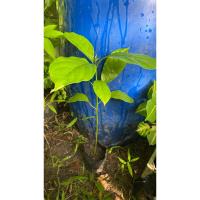 ราคา ต้นเทพทาโร ไม้หอม เพาะจากเม็ด *มีรากแก้ว*** (17499378243)