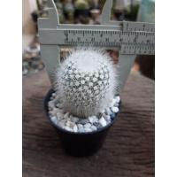 ราคา แคคตัสโนโตสโคปาขนนุ่ม (8711608817)